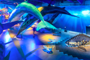 Tickets to Whales of Iceland Museum Tickets to Whales of Iceland Museum